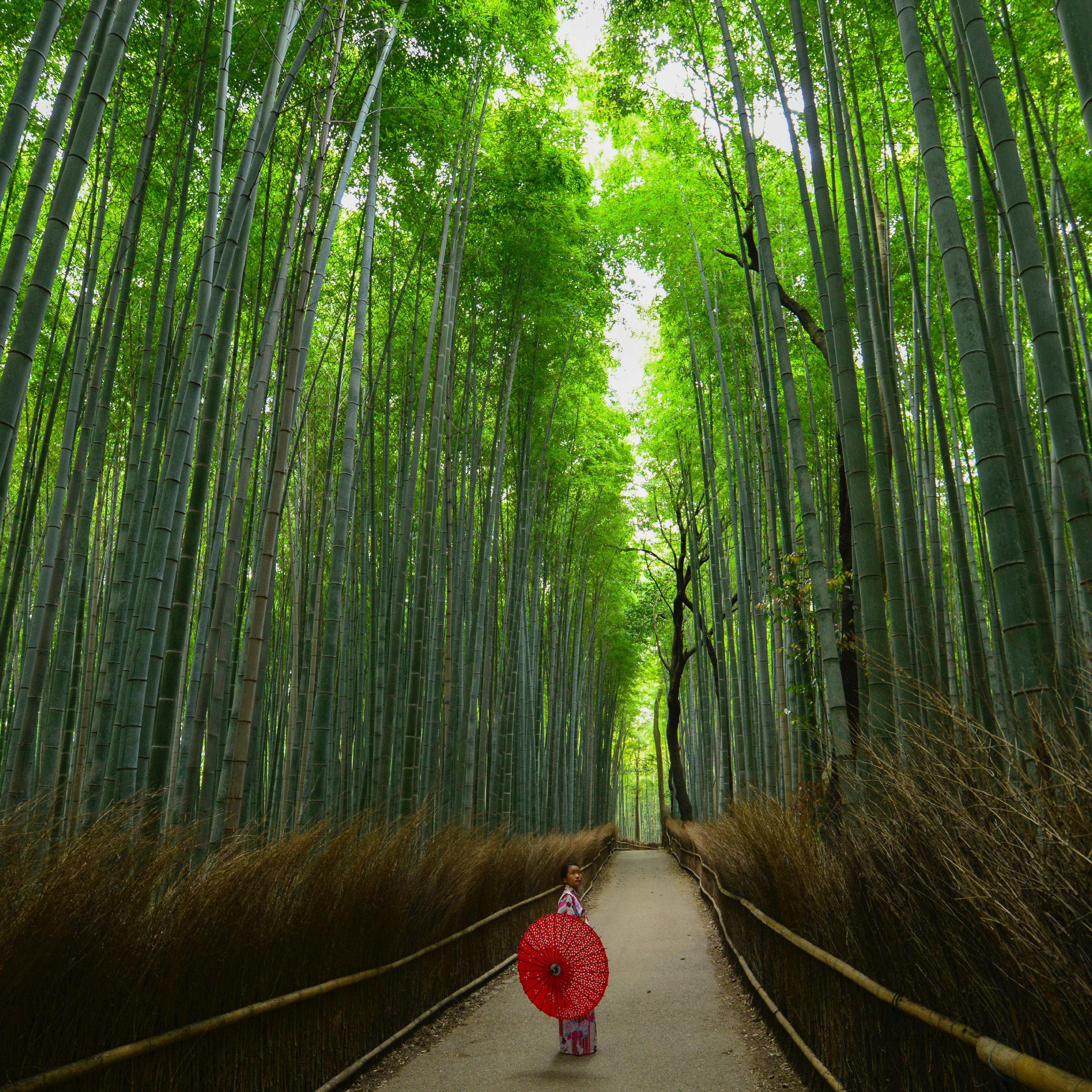 6D5N  Scenic Honshu & Heritage Shirakawa-go (From Osaka)  (Private)